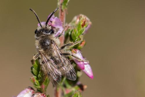 Réf. 309 541 : Andrena fuscipes